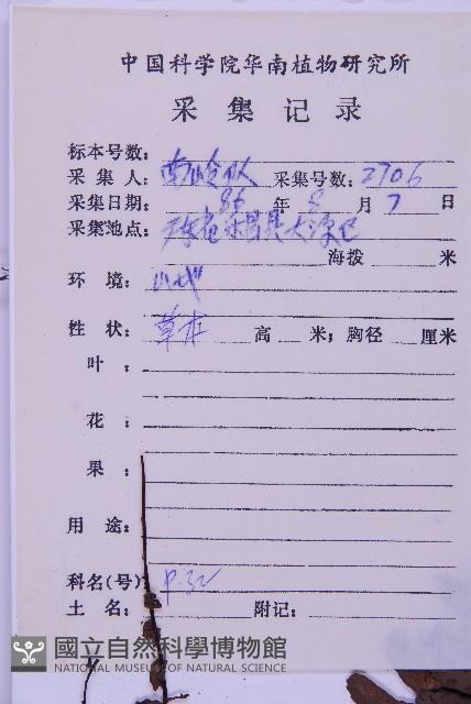 生芽鐵角蕨藏品圖，第3張