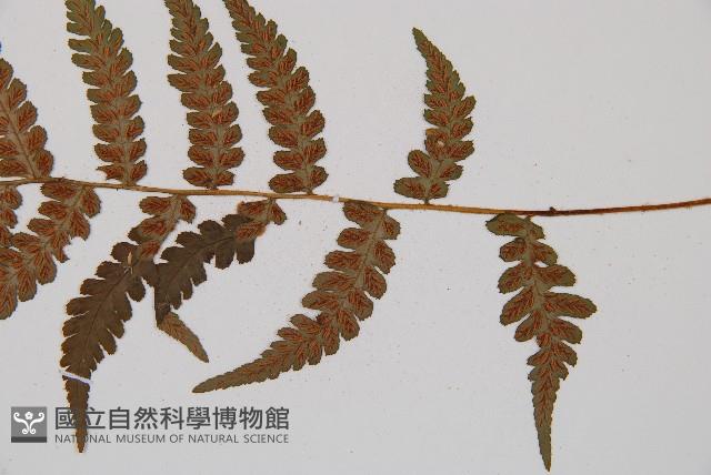 東洋蹄蓋蕨藏品圖，第3張