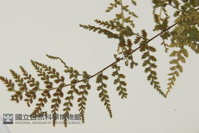 縮羽鐵角蕨藏品圖，第3張