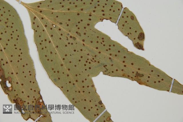 大葉貫眾蕨藏品圖，第3張