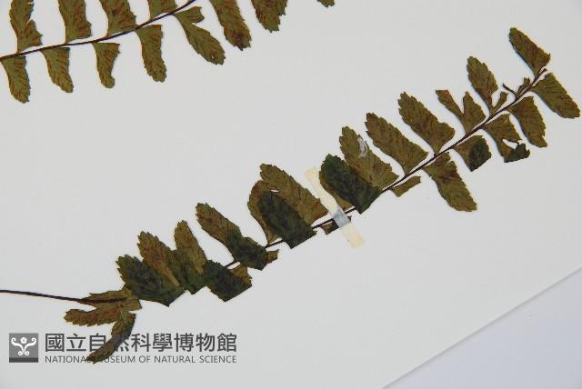 小鐵角蕨藏品圖，第3張