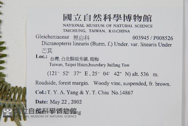 芒萁藏品圖，第2張