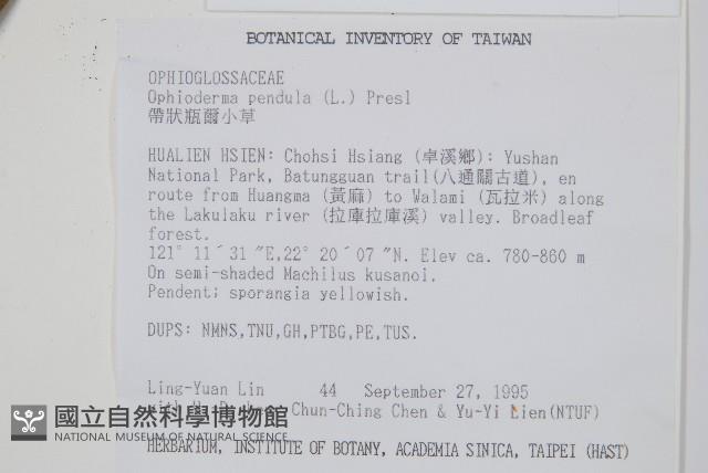 帶狀瓶爾小草藏品圖，第2張