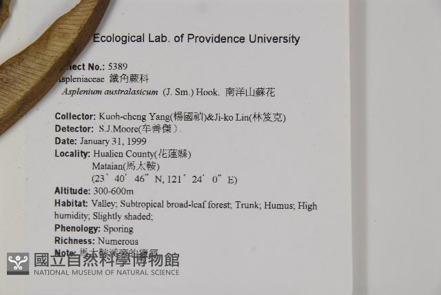 南洋山蘇花藏品圖，第2張