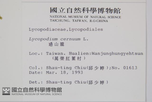 過山龍藏品圖，第2張