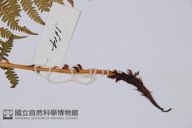 華中蛾眉蕨藏品圖，第3張