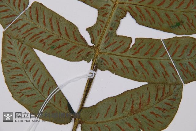 假腸蕨藏品圖，第3張