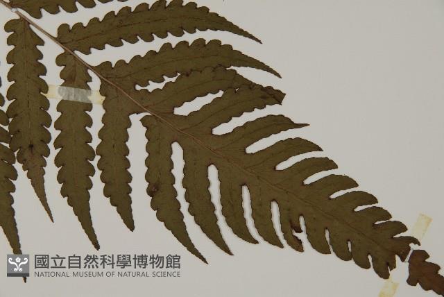 網脈突齒蕨藏品圖，第3張