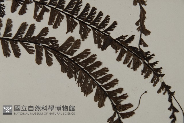 鞭葉鐵線蕨藏品圖，第3張