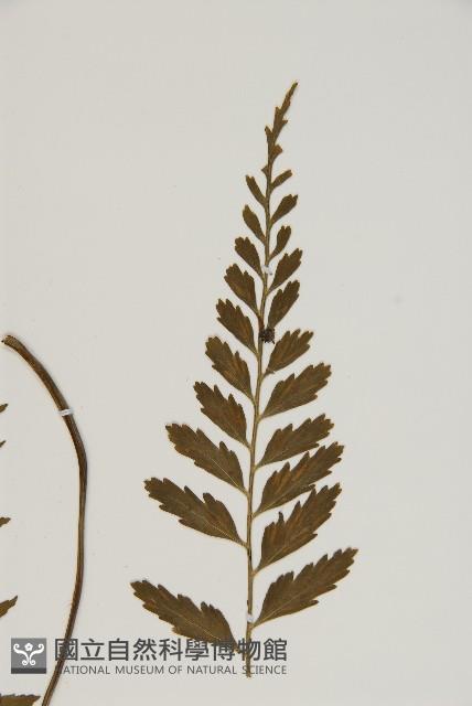 裂葉鐵角蕨藏品圖，第3張