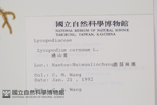 過山龍藏品圖，第2張