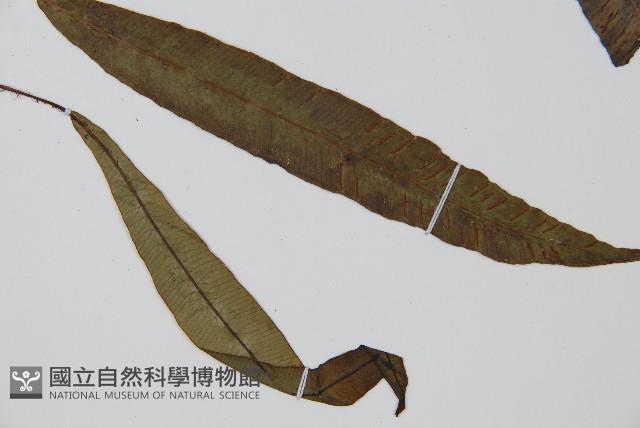 單葉雙蓋蕨藏品圖，第3張