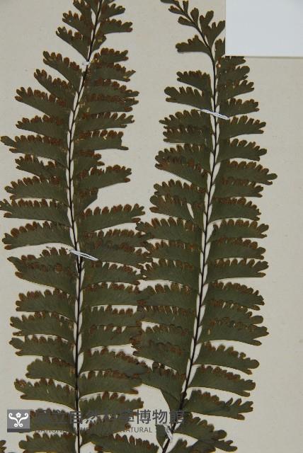 薄葉孔雀鐵角蕨、邊孢鐵角蕨藏品圖，第3張