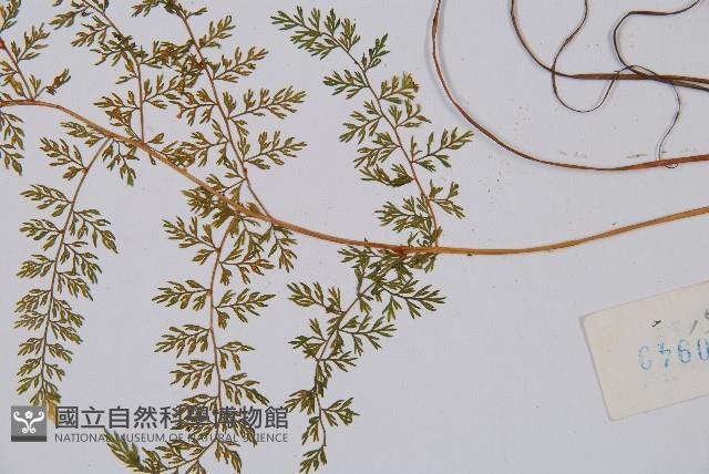 宿枝小膜蓋蕨藏品圖，第3張