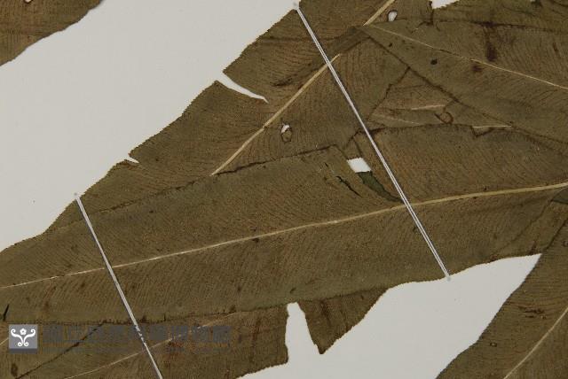 乳頭鳳丫蕨藏品圖，第6張