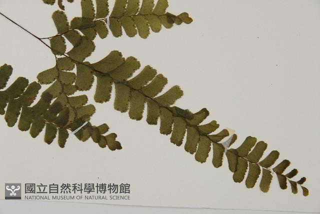 長尾鐵線蕨藏品圖，第3張