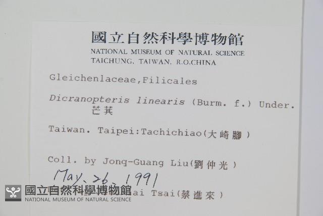 芒萁藏品圖，第2張