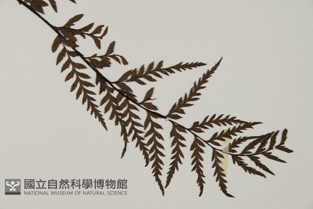 粉葉蕨藏品圖，第3張