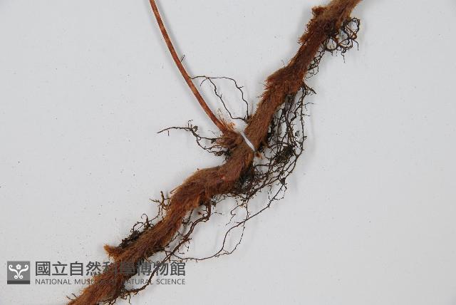 闊葉骨碎補藏品圖，第3張