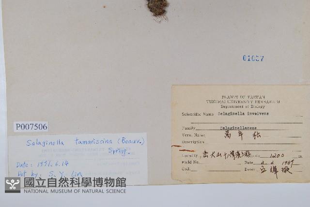 萬年松藏品圖，第2張