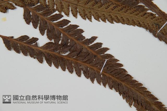 光葉鱗蓋蕨藏品圖，第3張