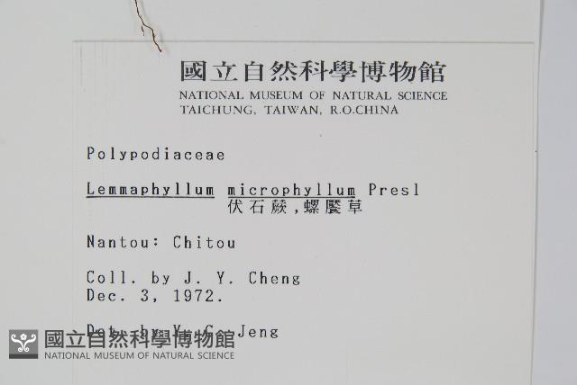 抱樹蕨、伏石蕨藏品圖，第2張