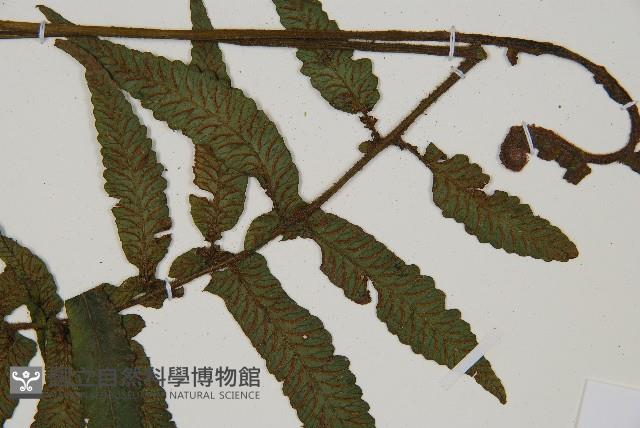 樸氏雙蓋蕨、毛柄蹄蓋蕨藏品圖，第3張