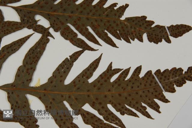 蛇脈三叉蕨藏品圖，第3張