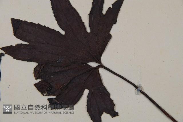 雙扇蕨藏品圖，第3張