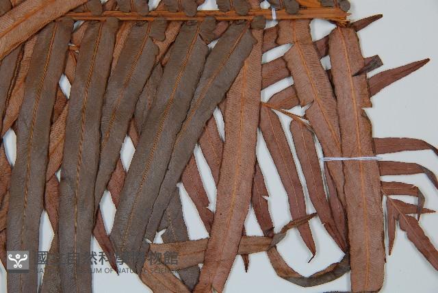 蘇鐵蕨藏品圖，第3張