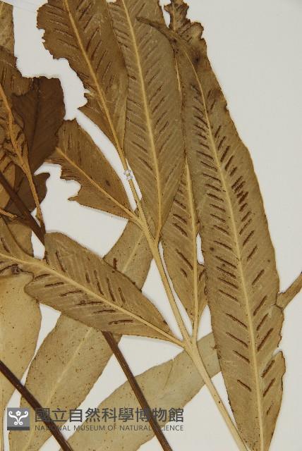 南海鐵角蕨藏品圖，第3張