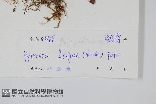 石葦藏品圖，第2張