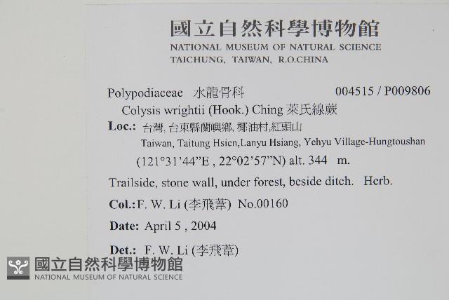 萊氏線蕨藏品圖，第2張