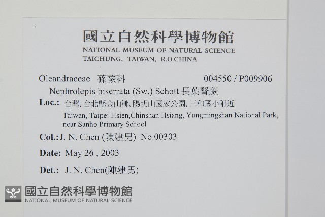 長葉腎蕨藏品圖，第2張