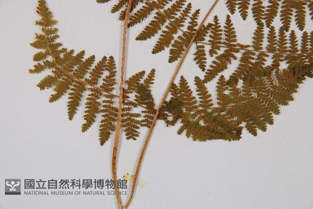 粗柄毛冷蕨藏品圖，第3張