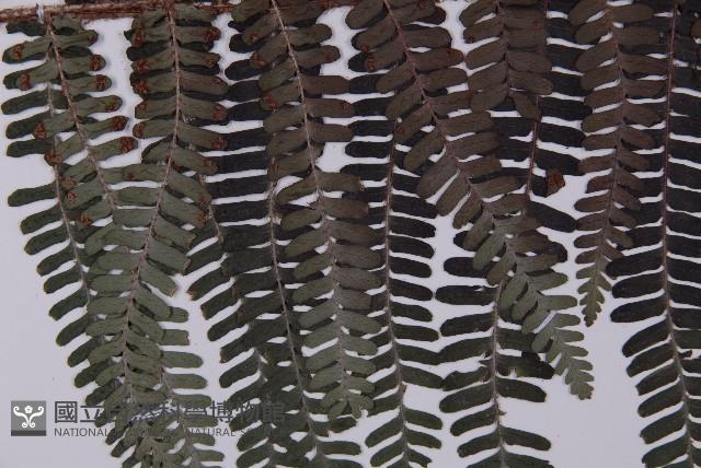 頂囊肋毛蕨藏品圖，第3張