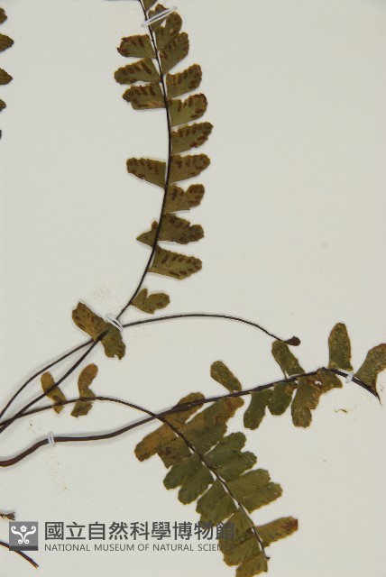 生芽鐵角蕨藏品圖，第3張