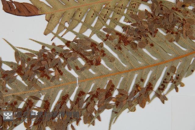 東方狗脊蕨藏品圖，第3張