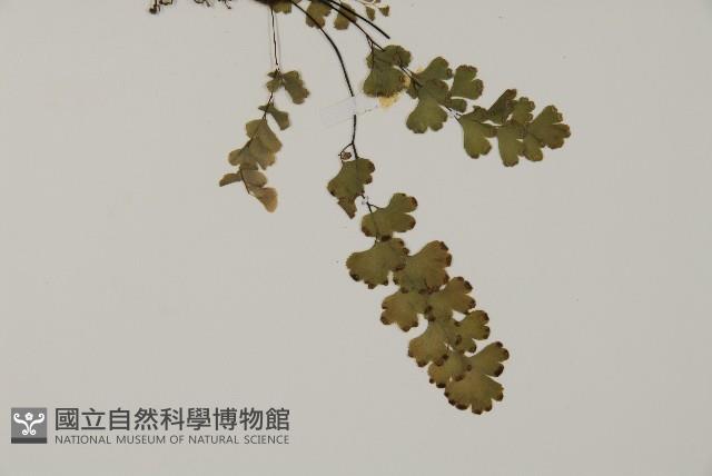 鐵線蕨藏品圖，第3張