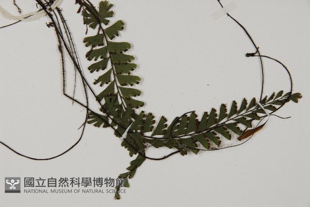 鞭葉鐵線蕨藏品圖，第3張