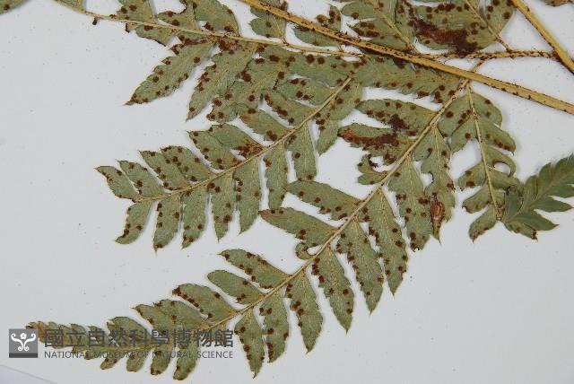 尾形複葉耳蕨藏品圖，第3張