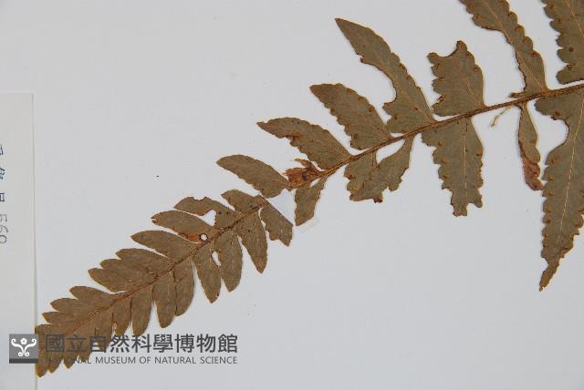 邊緣鱗蓋蕨藏品圖，第3張