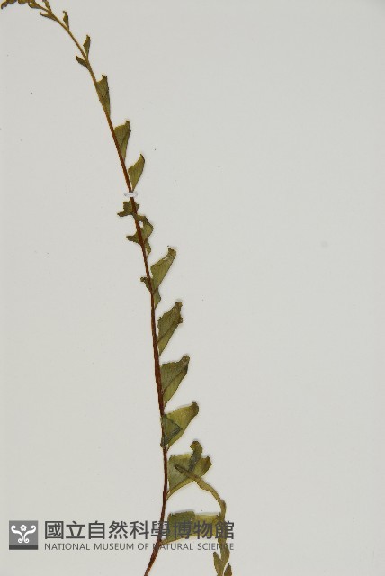 剪葉鐵角蕨藏品圖，第3張