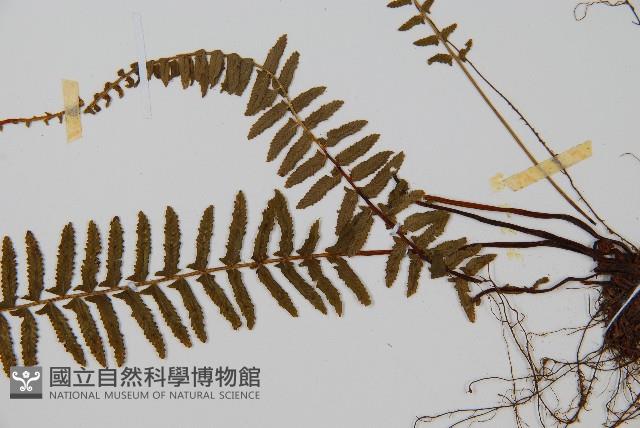 岩穴蕨藏品圖，第3張