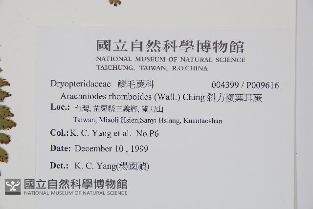 斜方複葉耳蕨藏品圖，第2張