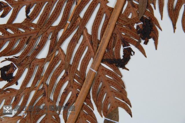 東方狗脊蕨藏品圖，第3張