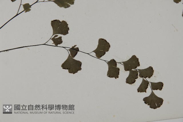 鐵線蕨藏品圖，第3張
