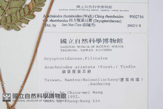 斜方複葉耳蕨藏品圖，第2張