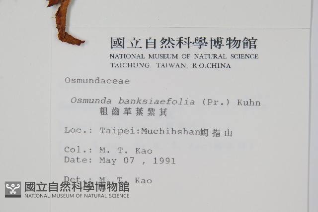 粗齒革葉紫萁藏品圖，第2張