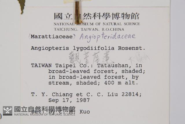 觀音座蓮藏品圖，第2張